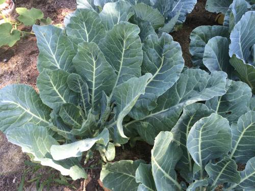 11703577_952116441511768_3073711748100105055_o