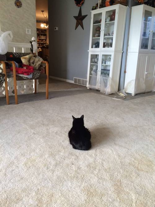 12188010_968117883244957_6499987637653648235_o