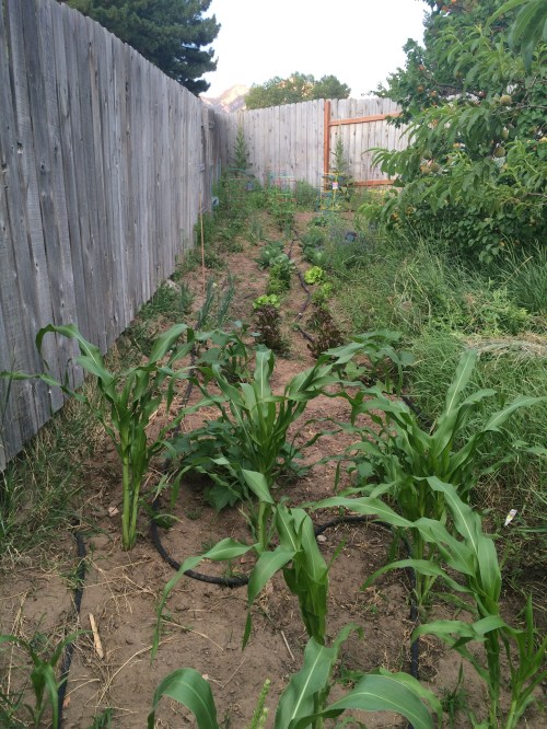 2016-07-02 20.42.45-1