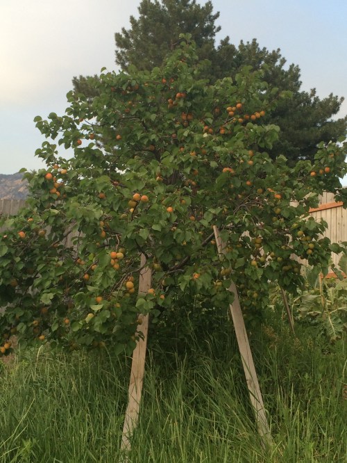 2016-07-02 20.46.12-1