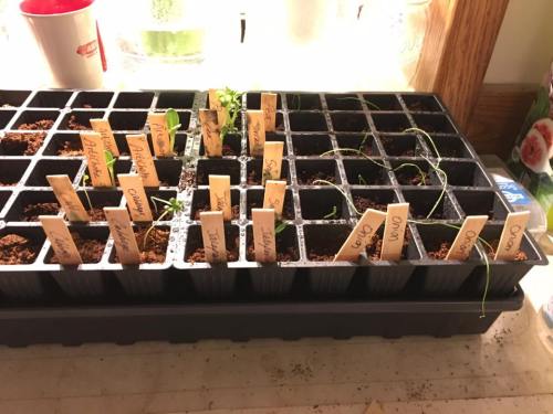 17098312_10155017062481704_7004091837925303996_n